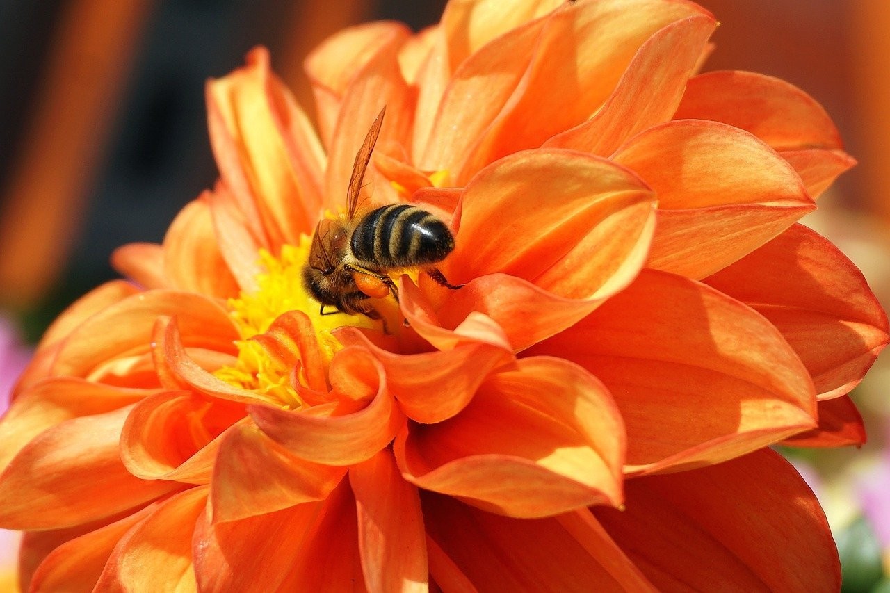 biiblomst